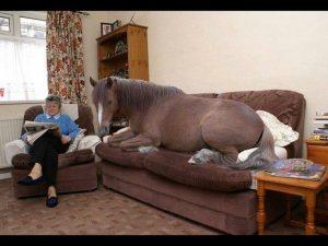 cheval couché sur le canapé de la maison