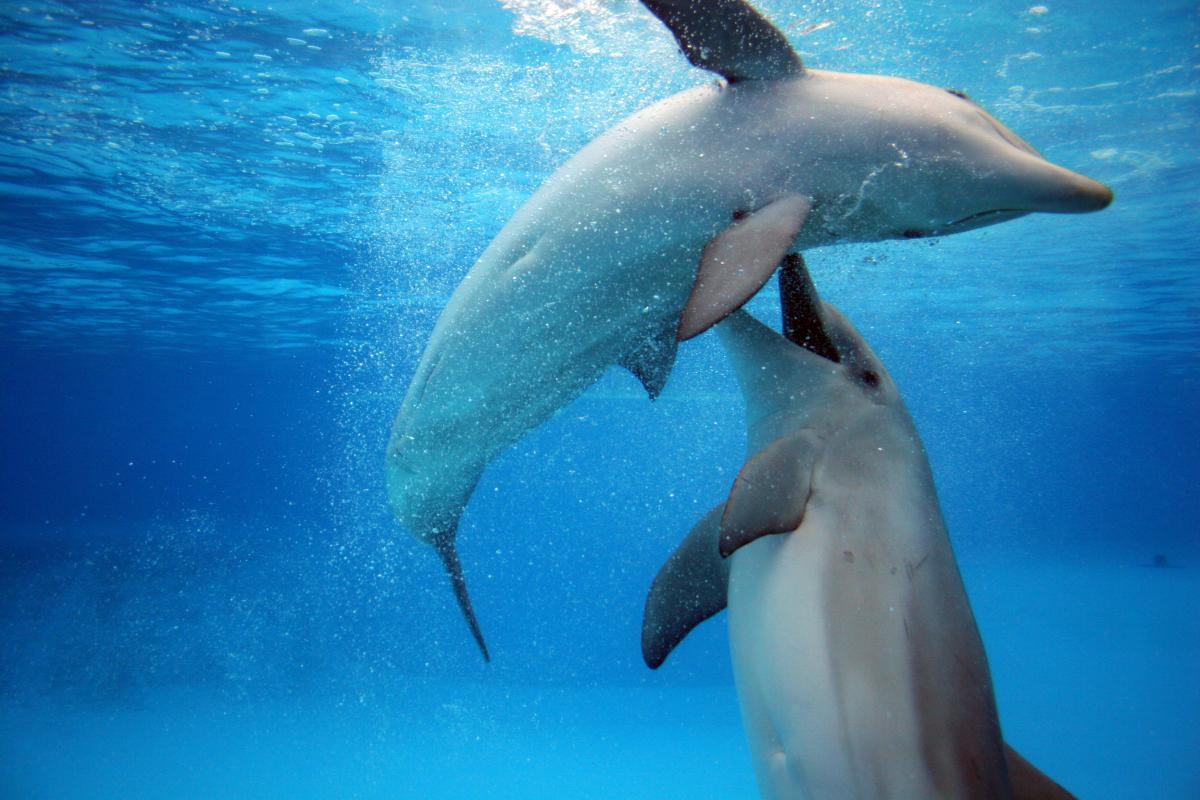 deux grands dauphins qui jouent