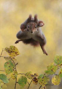 écureuil roux en plein saut dans les airs