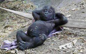 gorille allongé comme un homme