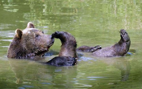 ours sur le dos dans l'eau