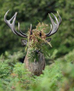 cerf la tête recouverte de feuilles et d'herbes