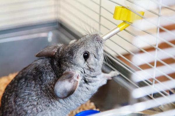 chinchilla qui boit