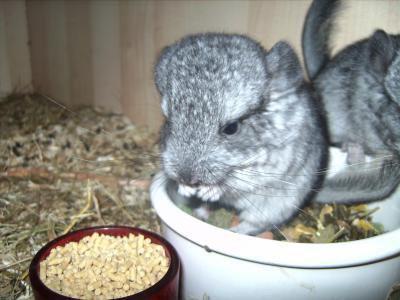 chinchilla qui mange