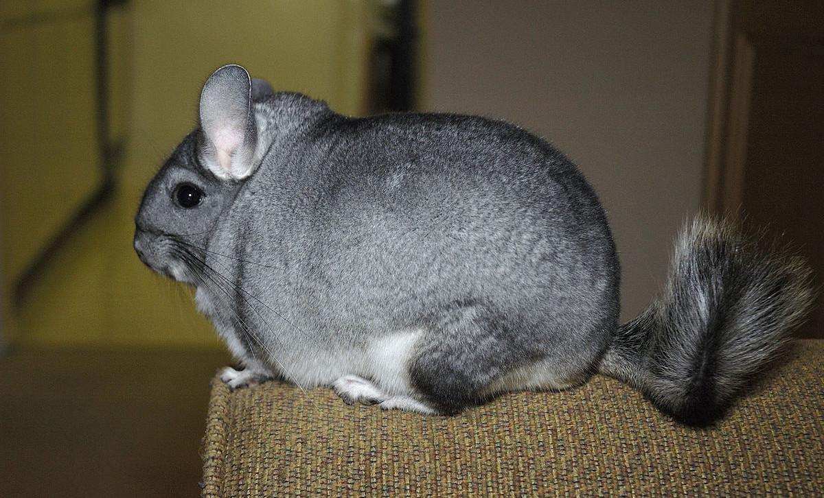 chinchilla