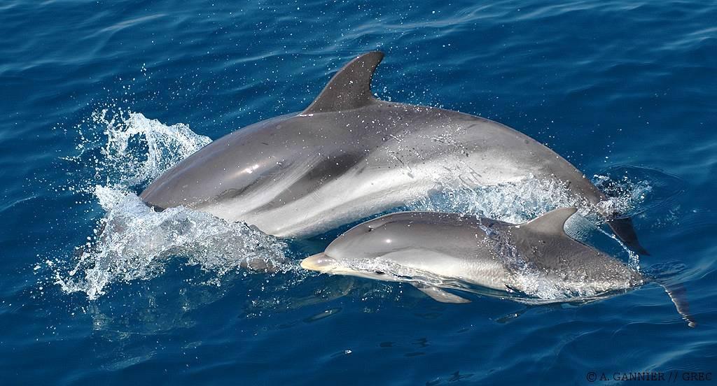 grand dauphin femelle et son petit