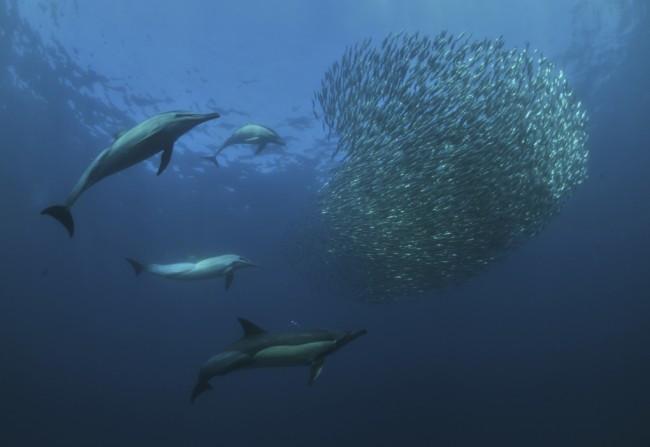 grands dauphins qui encerclent un banc de sardines