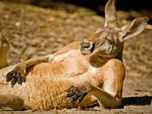 kangourou allongé
