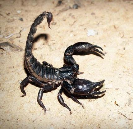 scorpion empereur