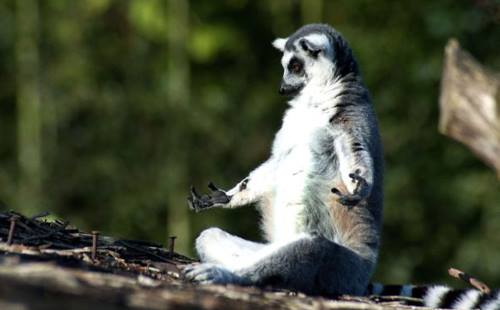 lémurien en position de yoga