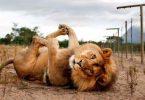 lion allongé sur le dos les pattes en l'air