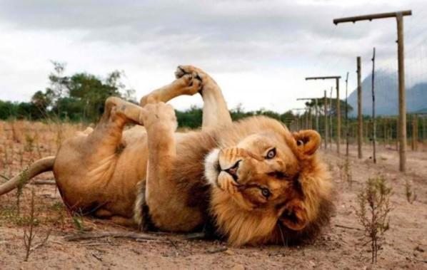lion allongé sur le dos les pattes en l'air