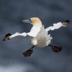 oiseau ailes et pattes écartées en plein vol