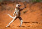 singe en position de danseur