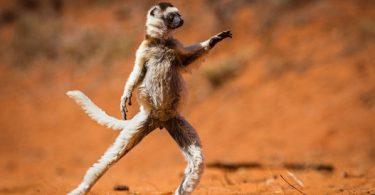 singe en position de danseur