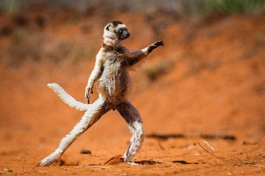 singe en position de danseur