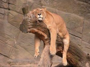 tigre sur un arbre les pattes dans le vide