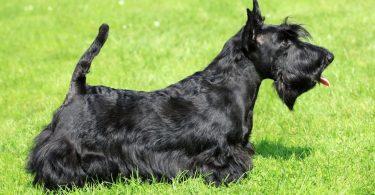 scottish terrier