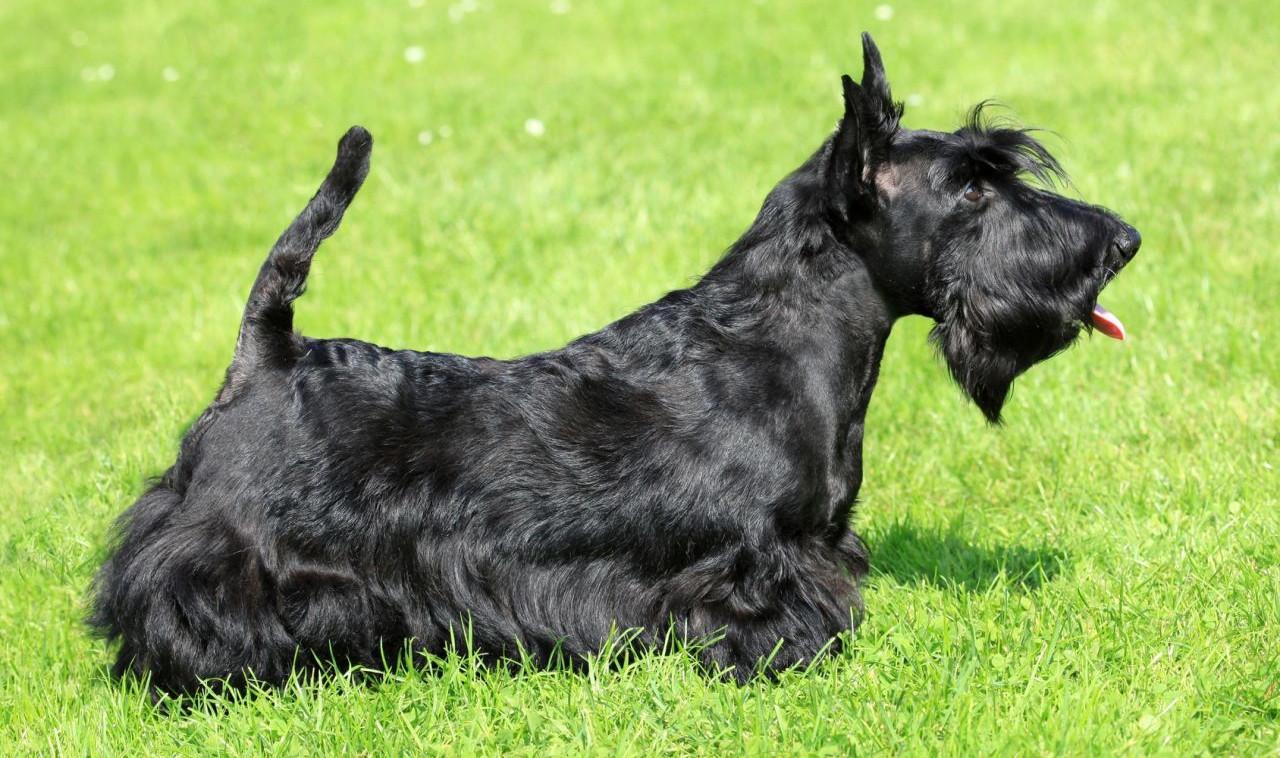 Comment s'occuper du scottish terrier ? Animaw