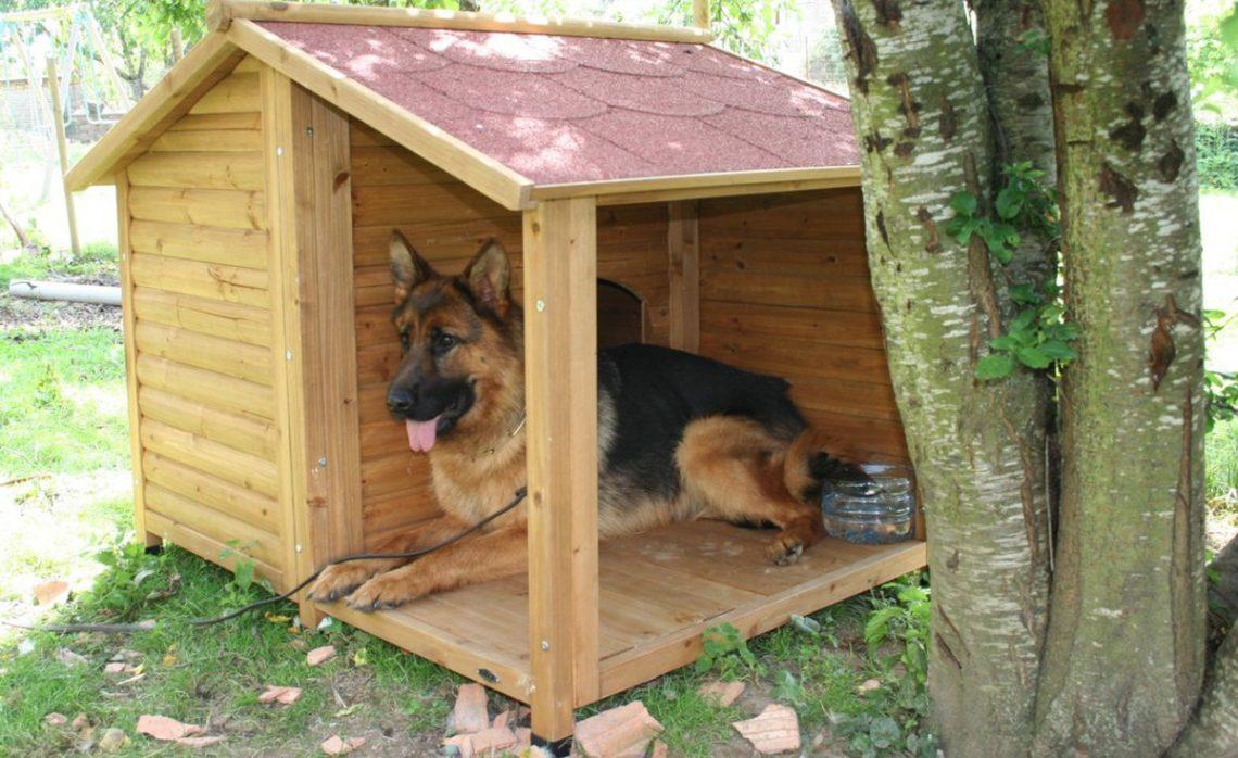 Comment choisir la niche pour votre chien ? Animaw