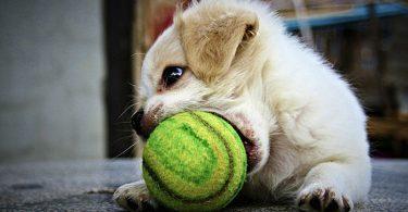 quel jouet choisir pour votre chien