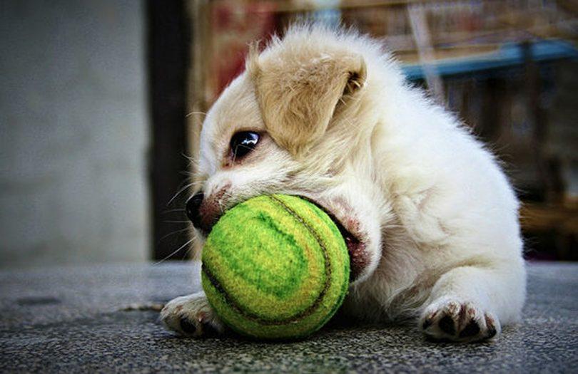 quel jouet choisir pour votre chien