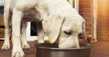 nourrir son chien sans croquettes