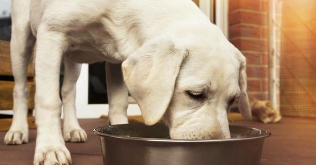 nourrir son chien sans croquettes