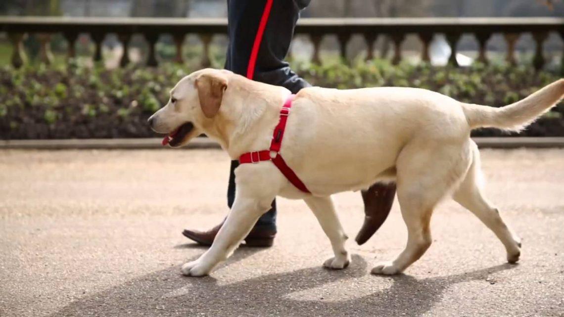 harnais pour chien