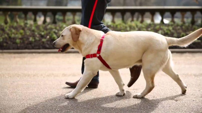 Harnais pour chien : quels sont les différents modèles ?