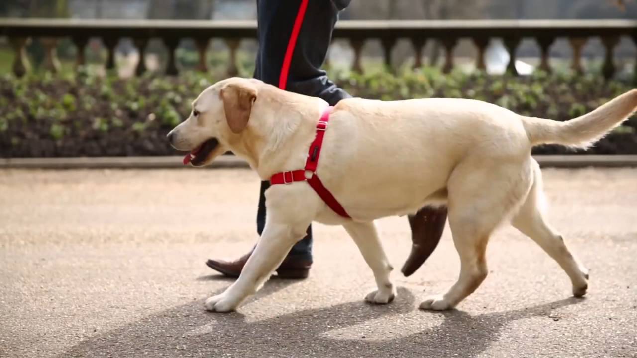 Harnais Pour Chien Quels Sont Les Differents Modeles